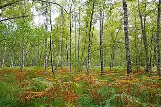 Boulaie et aulnaie de la tourbière.