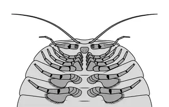 Structures ventrales de la région antérieure de Cheloniellon calmani montrant la différenciation des appendices.