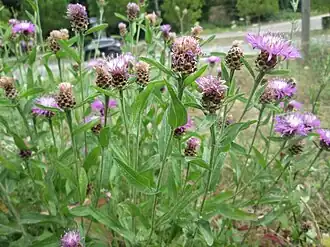 Fleurs de Centaurée jacée.