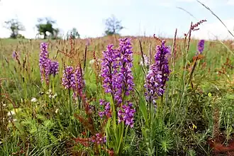 Orchis bouffons.