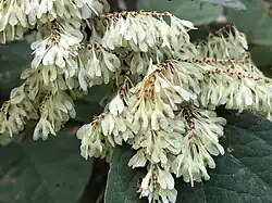 Fruits.