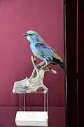 Un Coracias garrulus,