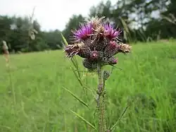Fleurs de Cirse des marais.