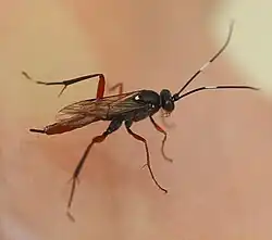 Exetastes adpressorius.