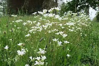 Saxifrages granulées.