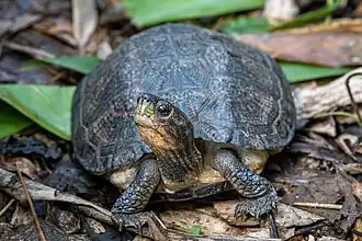 Description de l'image 2024-03-29-Cyclemys pulchristriata-3451.jpg.