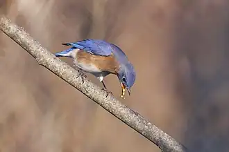 Description de l'image 20241201 eastern bluebird bolton notch sp PD205470.jpg.