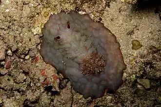 Asteronotus hepaticus