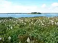 Asphodèles d'Arrondeau en fleur près d'Er Boglieux ; à l'arrière-plan l'île Creïzic.