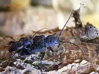 Callidium violaceum.