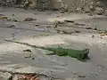 Iguane aux alentours de l'hôtel El Prado.