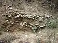 Gisement de coquilles d'huîtres enfoui dans la falaise près de la Pointe du Glugeau (vue de près).