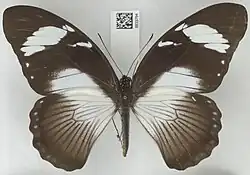 Papilio dardanus femelle