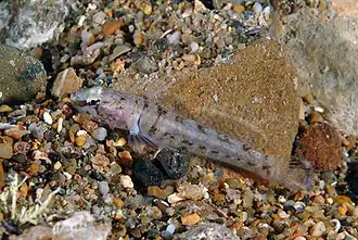 Chromogobius zebratus