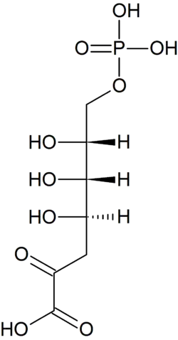 Image illustrative de l’article Acide 3-désoxy-7-phospo-D-arabinoheptulosonique