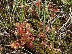 Droséra au bord du caillebotis.