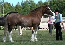 Photo en couleur d'un cheval alezan de côté, tenu à la longe par un homme.