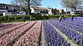 Champs de jacinthes à Hillegom.