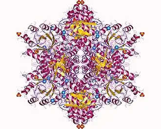 Image illustrative de l’article Phosphopentose épimérase