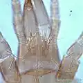 P. talparum : Gnathosoma&nbsp;(en).