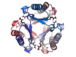 Description de l'image 4-oxocronoate_tautomerase_hexamer_PDB=1BJP.png.
