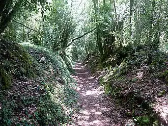 Un sentier forestier dans le Bois du Névet.