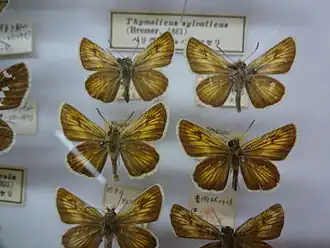 Description de l'image 468-Thymelicus sylvaticus.JPG.