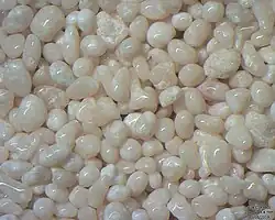 Sable à oolithes prélevé en plongée au SW de Lee Stocking Cay, Bahamas - Largeur de champ = 4,4 mm