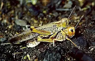 Accouplement de criquets migrateurs grégaires mâtures en Indonésie (photo M. Lecoq).
