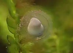  Œuf âgé de 5 jours