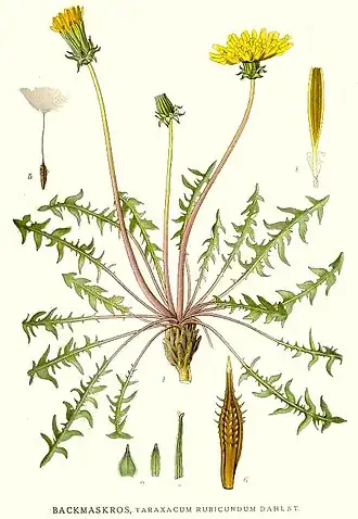 Description de l'image 558 Taraxacum rubicundum.jpg.