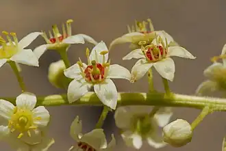 Le miel de ses fleurs est également très apprécié