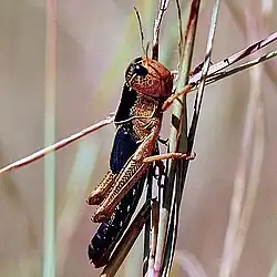 Larve grégaire de 5ème stade de criquet  migrateur (Madagascar)(photo M. Lecoq).