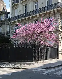 Au croisement avec l'avenue Foch.