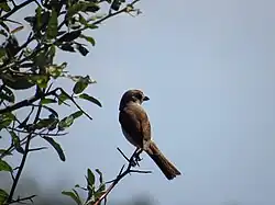 Oiseau.
