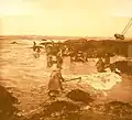 Les ramasseurs de goémon à la palue du Cosquer en Loctudy (photographie d'André Dauchez, début XXe&nbsp;siècle).