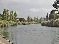 La Siagne canalisée à La Napoule (ses berges sont envahies par des Herbes de la pampa).