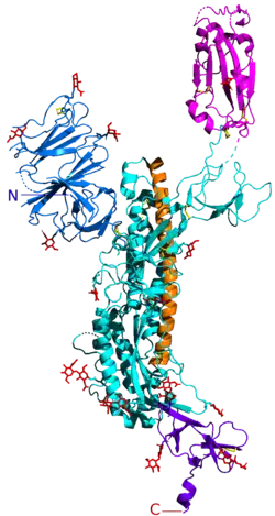 Spicule homotrimère du SARS-CoV-2, avec une sous-unité protéique mise en évidence ; « domaine de liaison » avec l'ACE2 mis en évidence