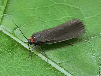 Description de l'image 72.042 BF2039 Red-necked Footman, Atolmis rubricollis (3122409731).jpg.