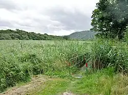 Sentier littoral longeant la rive droite de l'Aulne maritime en Saint-Ségal : roselières dans le lit majeur.