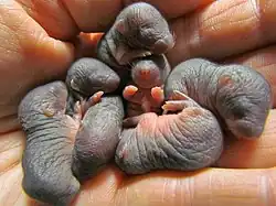 Photographie de sept bébés taupes à la peau noire et sans pelage dans une main humaine.