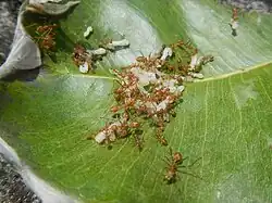 Couvain de fourmis aux Philippines