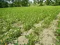 Plantation d'arachides en octobre, Philippines, 2019.