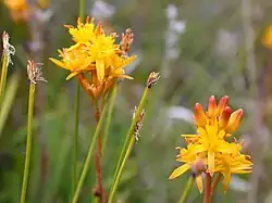 Narthécie des marais.