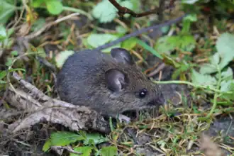 Description de l'image A-representative-rodent-species-Apodemus-draco-in-the-Wuling-Mountain-Area-photograph.png.