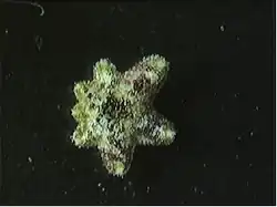 Spécimen en régénération, sans doute après division.