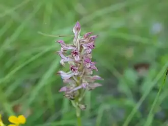 Description de cette image, également commentée ci-après