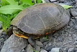 C.&nbsp;p.&nbsp;marginata sur un rocher, la tête regardant à gauche et légèrement rentrée sous sa carapace.