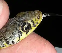 Vue de profil de la tête