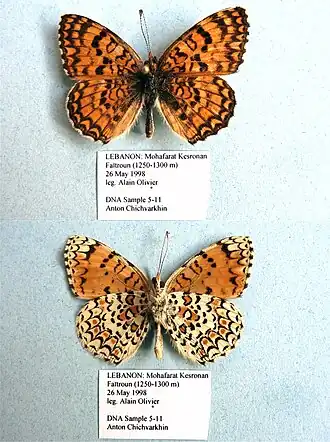 Description de l'image AC5-11 Melitaea telona (3430860939).jpg.